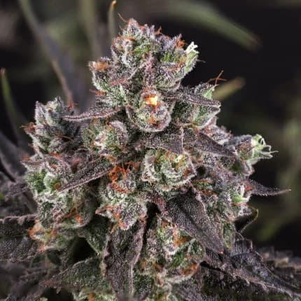 Candy Bubatz XL > Dutch Passion | Graines Féminisées  |  Hybride